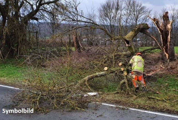 Einsatz Nr. 274 Hilfe 0 Baum über Fahrbahn