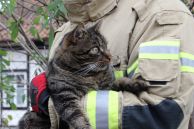 Einsatz Nr. 117 Hilfe 0 Tierrettung
